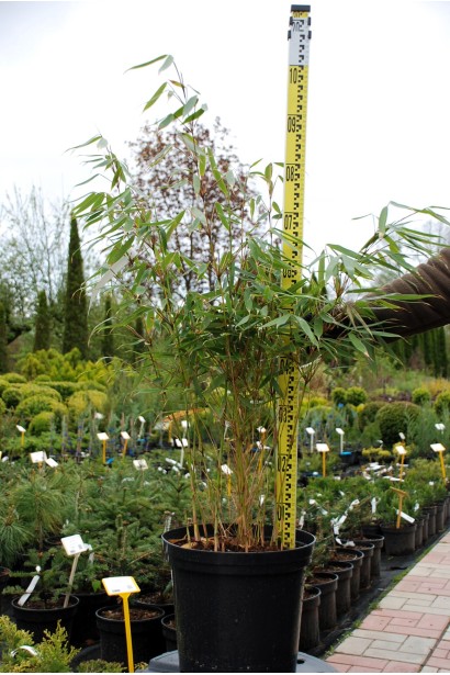 Бамбук міцний Пінгу - 10-12л/вис.70-90см/Ø30-40см